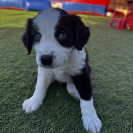 Aussiedoodle Puppies from Penny’s Pals