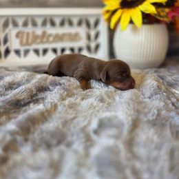Treble - Chocolate and tan male Dachshund puppy in Indianapolis, Indiana from Homegrown Hoosier Kennels