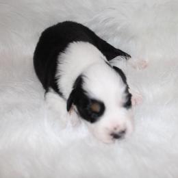Boy 5 - Miniature Australian Shepherd puppy in Corydon, Indiana from Arbuckle’s Lookin Good Aussies (LGA)
