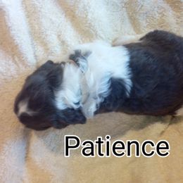 English Springer Spaniel Puppies from Leandra's English Springer Spaniels