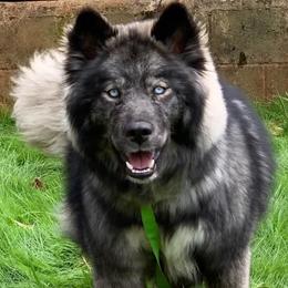 Moira - Siberian Husky