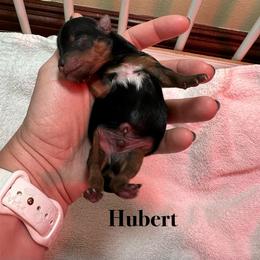 Hubert - Black and tan male Yorkshire Terrier puppy in Ashland, Kentucky from Yorkie Paw