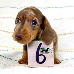 Boy 2 - Chocolate and tan male Dachshund puppy in South Easton, Massachusetts from Depot Dachsies