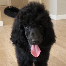 Freedom - Black Poodle puppy in Central Point, Oregon from Hanley Country Canines