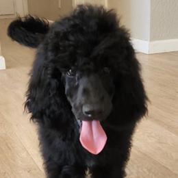 Freedom - Black Poodle puppy in Central Point, Oregon from Hanley Country Canines