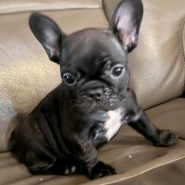 Sissy - Brindle female French Bulldog puppy in Salem, Illinois from Itsabulldogthing