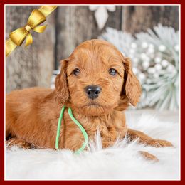 Boy 3 - Red male Cockapoo puppy in Connersville, Indiana from Deaz Doodle Ranch