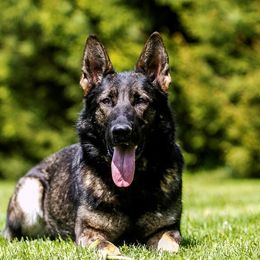 SG Cortina Frany Greis ZVV1 ZZO ZPO Breed Survey - Unknown