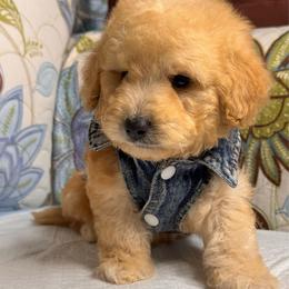 Ted - Apricot male Maltipoo puppy in Bakersfield, California from Silvia's Maltipoos