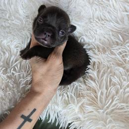 Liberty - Blue female French Bulldog puppy in Lubbock, Texas from West Texas Dachshunds LLC