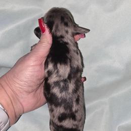 Black and Cream Dapple - 2650 - Dapple male Dachshund puppy in Pueblo, Colorado from HotDachs