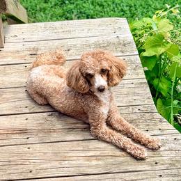 Emma - Poodle
