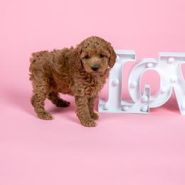 Palm - Apricot female Cavapoo puppy in Payson, Utah from Country Sky Doodles