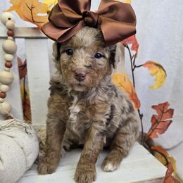 Tiny 2 - Chocolate merle female Bernedoodle puppy in Boaz, Alabama from LaDonna's Doodles