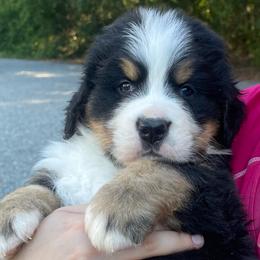 Toulouse - Black rust and white male Bernese Mountain Dog puppy in Fountain, North Carolina from Stargirl Bernese Mountain Dogs