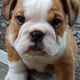 Bulldogs and Pugs from Pugs a