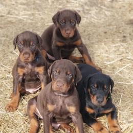 Doberman Pinschers from Douglass Dobermanns