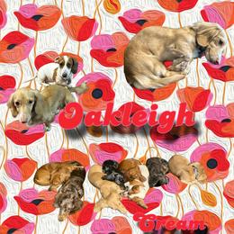 Oakleigh - Dachshund