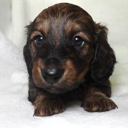 Maverick - Red male Dachshund puppy in Texarkana, Texas from Lolo&CoDachshunds