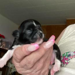 Sawyer - Black and white male Chihuahua puppy in Red Bluff, California from Aye Chihuahua