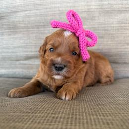 Meatball - Red  female Goldendoodle puppy in Comanche, Texas from Central Texas Doodles, LLC.
