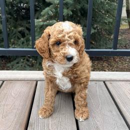Diego - Apricot male Goldendoodle puppy in Sugar City, Idaho from Idaho Sugar Doodle Pups