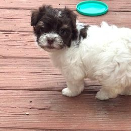 Havanese Puppies from palmetto puppies