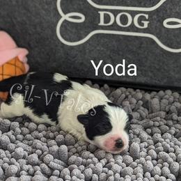 Coton de Tulear Puppies from Gil-VTales