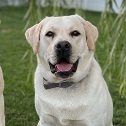 Honey - Labrador Retriever