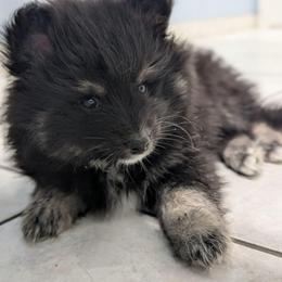 Nova - Tri-color female Pomsky puppy in Temple, Texas from Lone Star Pomsky