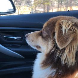 Seraphina - Australian Shepherd