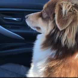 Seraphina - Australian Shepherd
