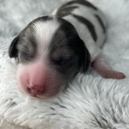 Black and tan piebald dapple boy - Dapple male Dachshund puppy in Payette, Idaho from NT Mini Doxies