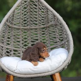 Dachshund Puppies from EntityDachs