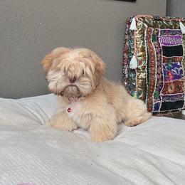 Shih Tzu Puppies from Oregon Shih Tzu