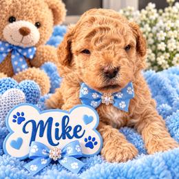 Mike - Brown male Shihpoo puppy in Cooper City, Florida from Jenny La Bone