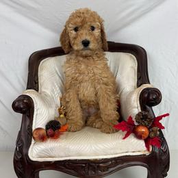 Purple Collar - Apricot female Poodle puppy in Murrayville, Georgia from Spoiled Rotten Kennels