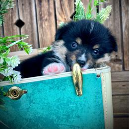 Sneezy - Black and tan male American Corgi puppy in Tome, New Mexico from Blue Diamond Welsh corgis