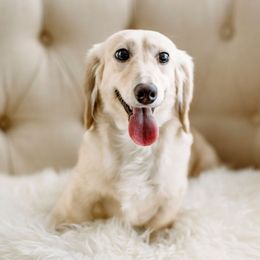 Dachshund Puppies from English Cream Dachshunds