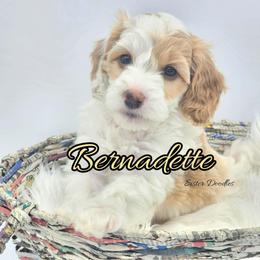 Bernadette - Parti female Goldendoodle puppy in Humboldt, Minnesota from Sister Doodles