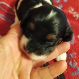 Girl 2 - Tri-color female Cavapoo puppy in East Providence, Rhode Island from Marta's Cavaliers