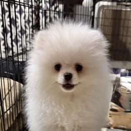 Boy charting 6lbs - White male Pomeranian puppy in Bourbonnais, Illinois from T & D Poms