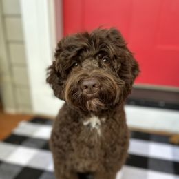 Chico - Australian Labradoodle