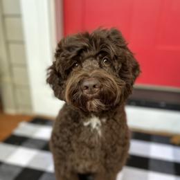 Chico - Australian Labradoodle