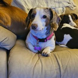 Schatzi - Dachshund