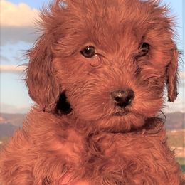 Goldendoodle Puppies from OnlyGoldendoodles