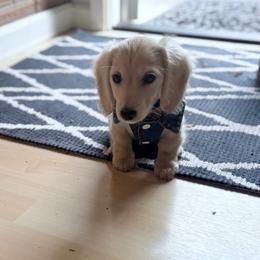 Dachshund Puppies from Northwest Dachshunds