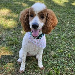 Tilly - Poodle