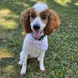Tilly - Poodle