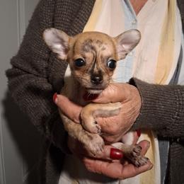 Boy 3 - Chihuahua